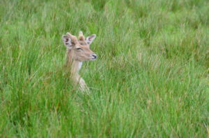 Fastenwandern im Schwarzwald Hotel Silberfelsen