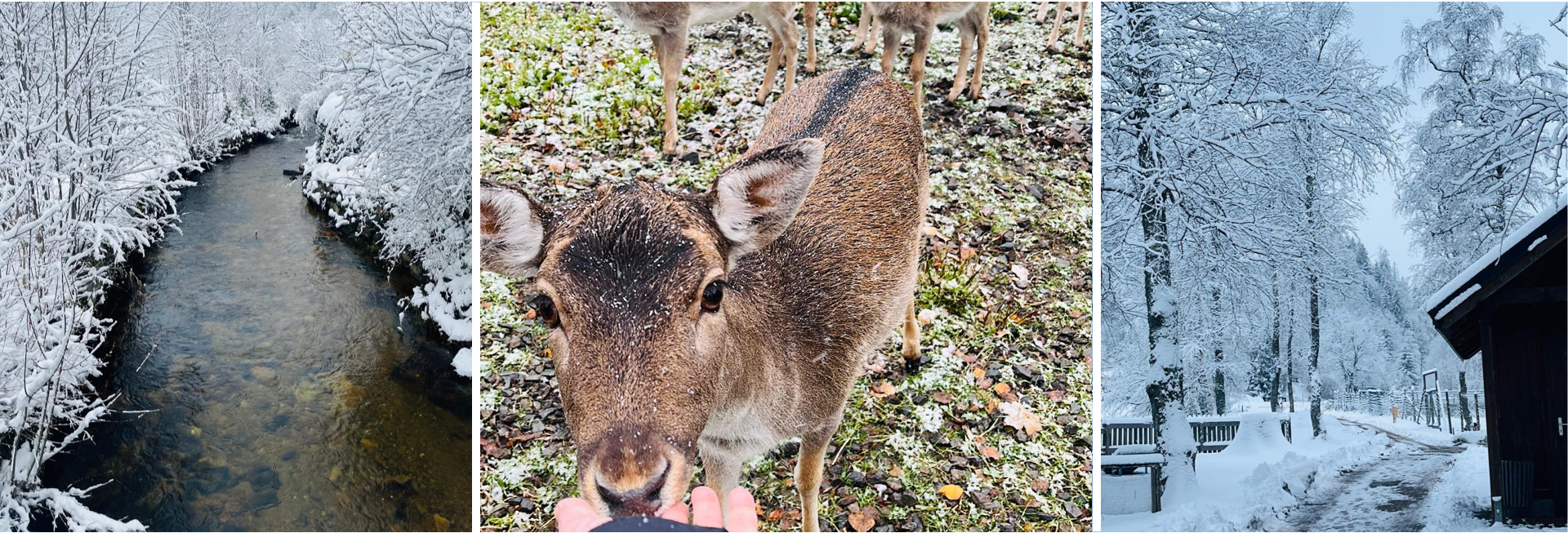 Winter in Menzenschwand
