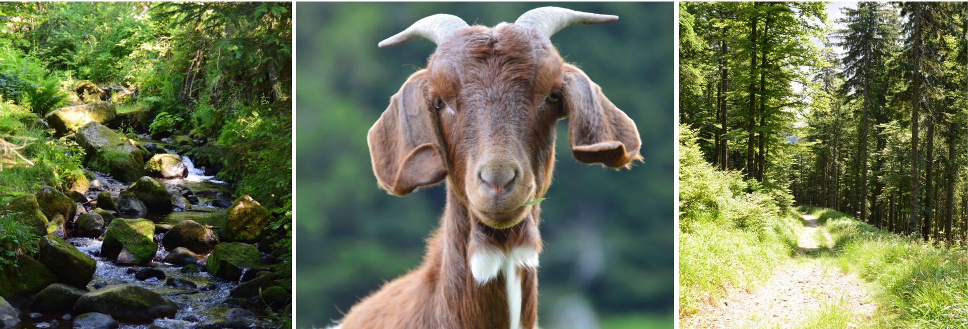 Bilder Frühjahr Landschaft Ziege Wasserfall